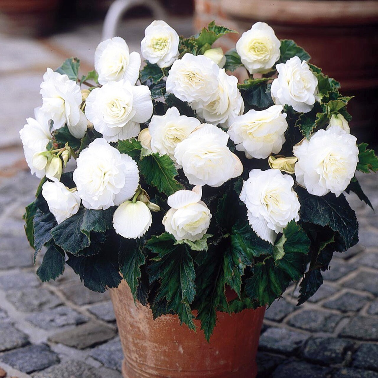 Fragrant Double White Begonia Odorosa 2 Bulbs -The First Truly Fragrant Begonia
